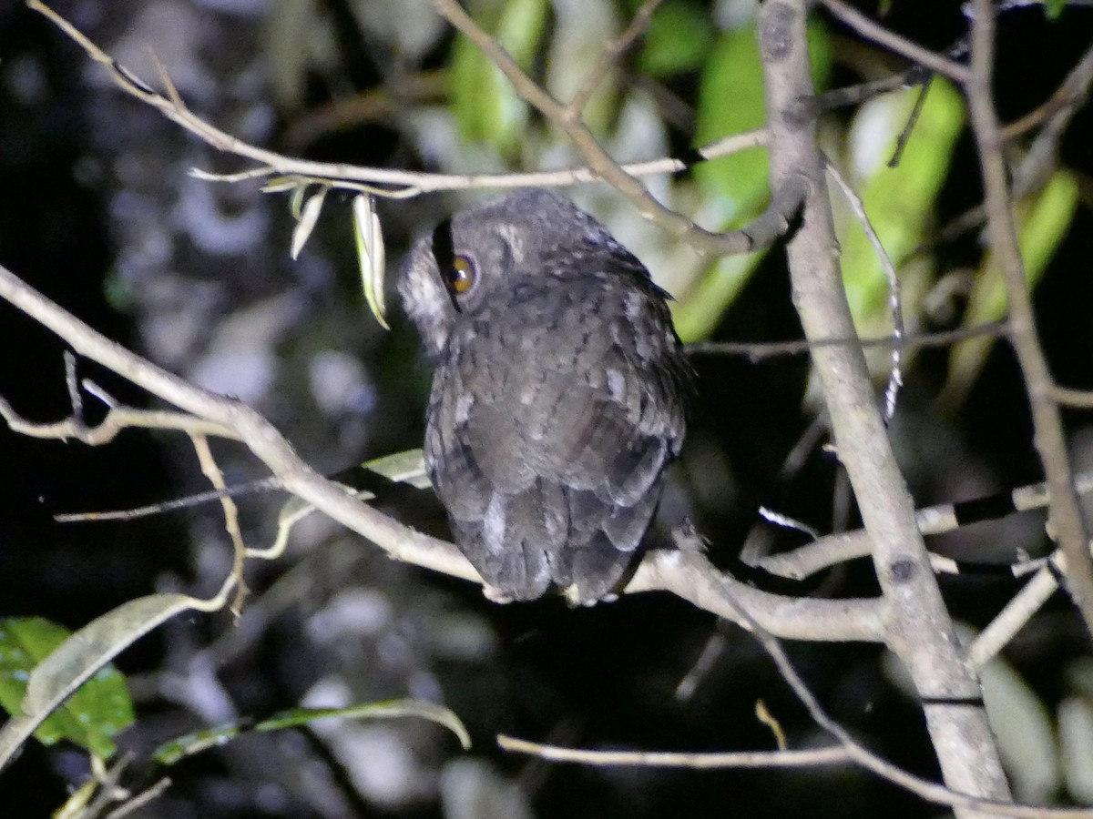 Mentawai Scops-Owl - ML604854251