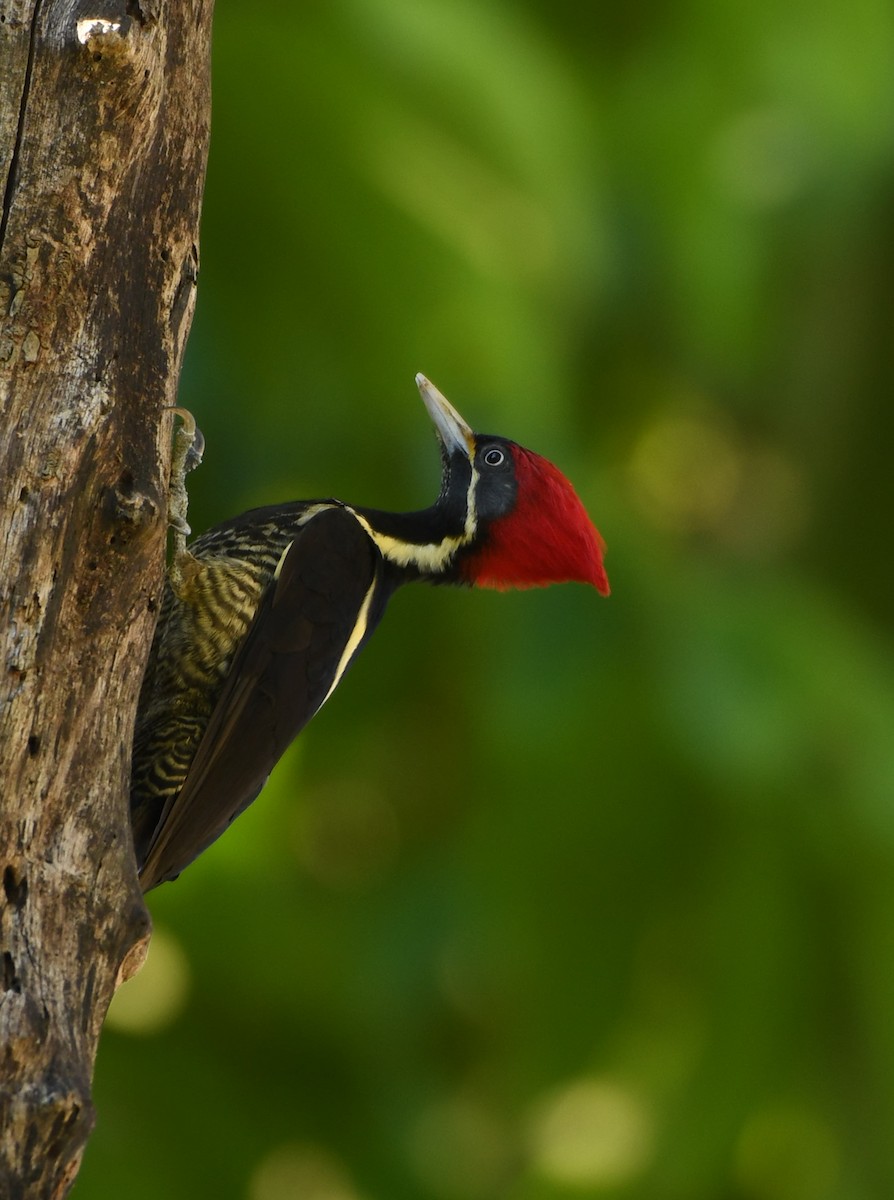 Lineated Woodpecker - Eric Raul Castro-Dean