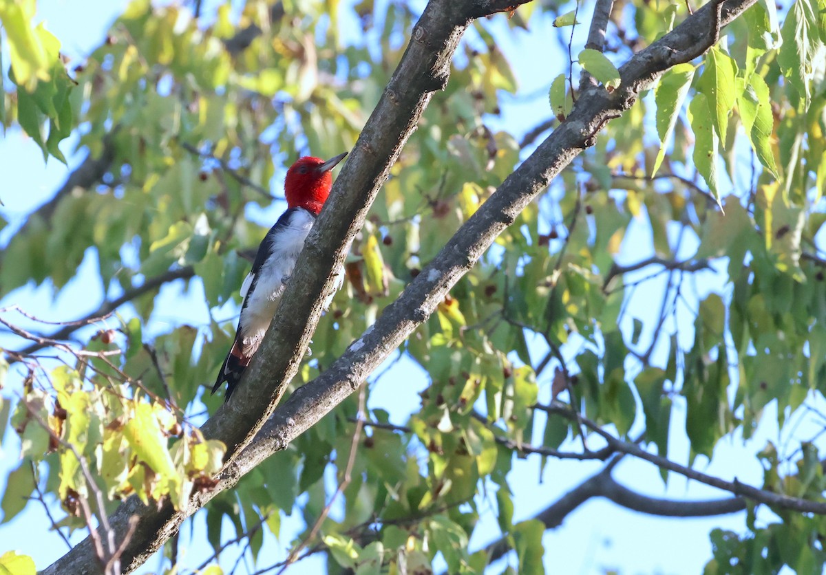 Red-headed Woodpecker - ML604857681