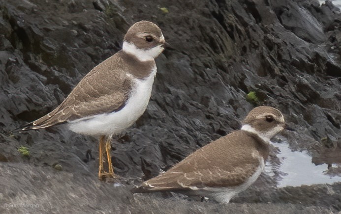 Semipalmated Plover - ML604858721