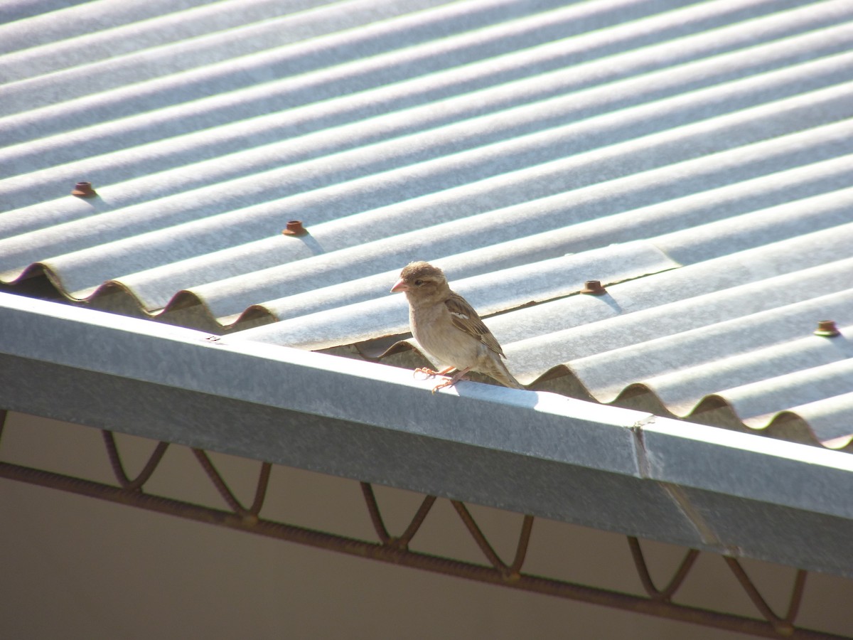 House Sparrow - ML604865011