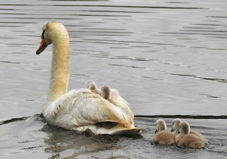 Mute Swan, ML60487351