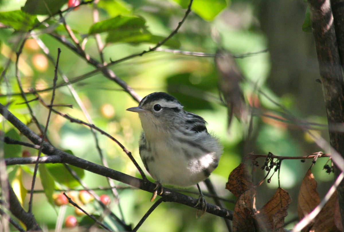 Black-and-white Warbler - ML604880811