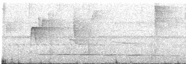White-streaked Antvireo (White-streaked) - ML604881471
