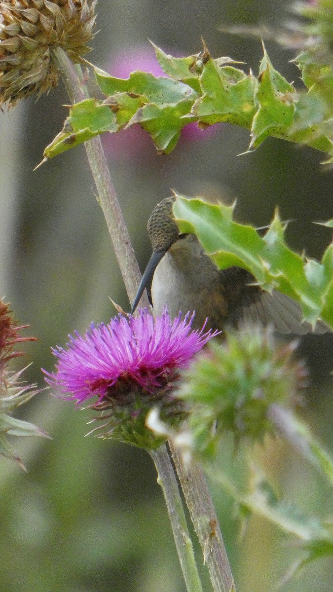 Black-chinned Hummingbird - Cohen Reno