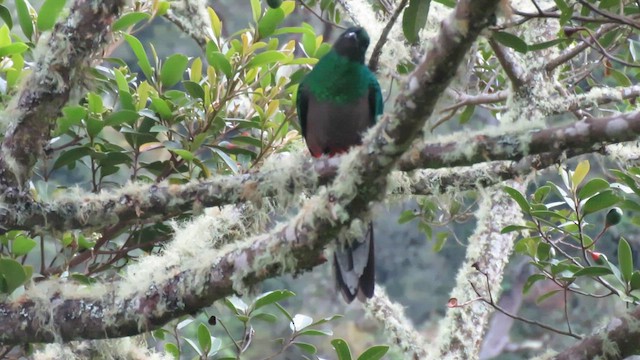 Quetzal Guatemalteco - ML604882861