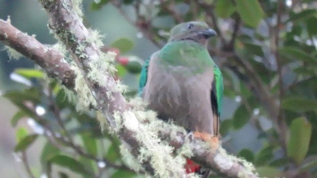 Quetzal Guatemalteco - ML604883001