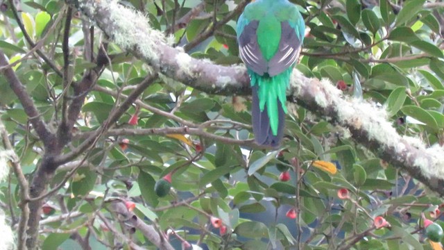 Quetzal Guatemalteco - ML604883121