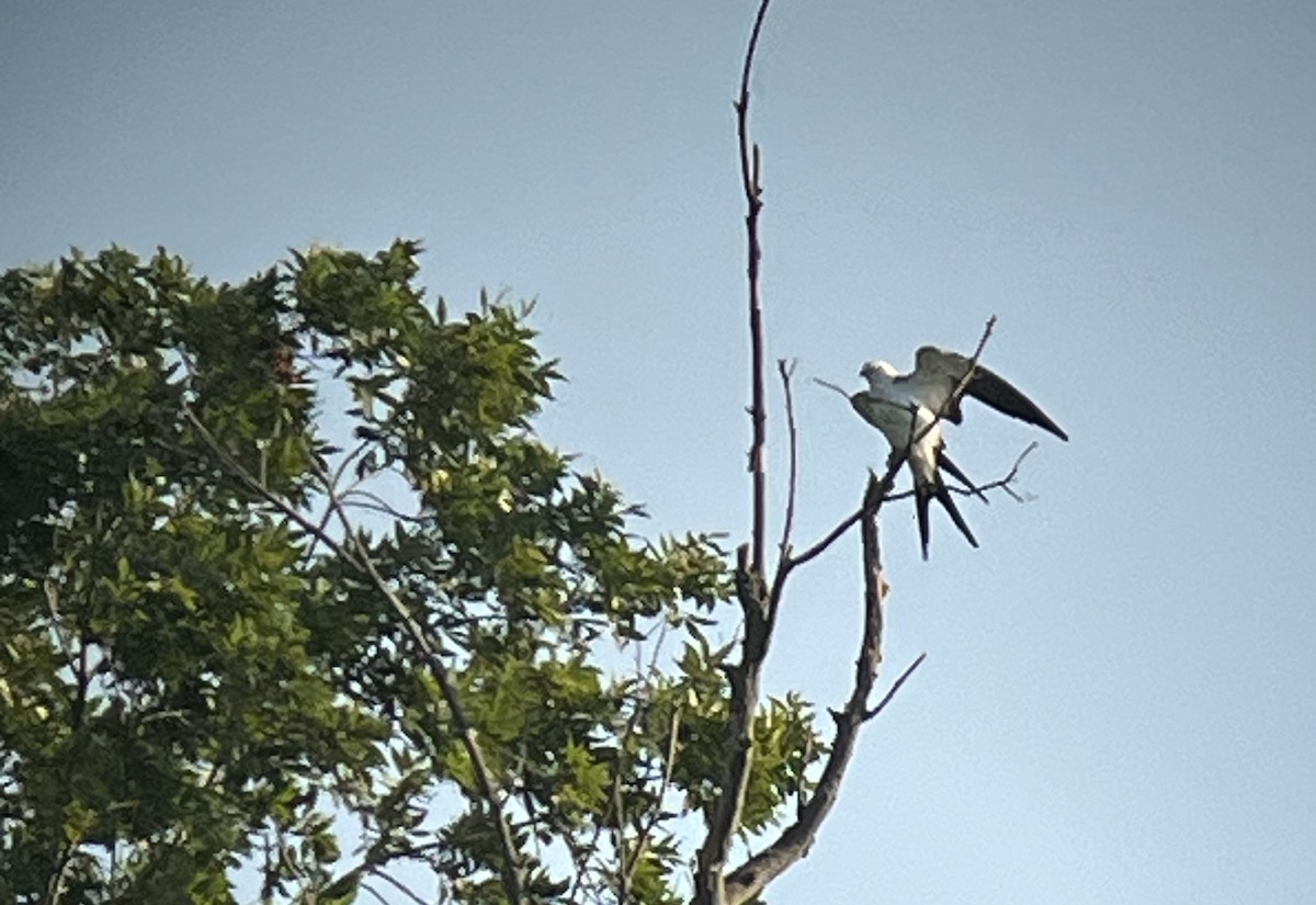 Swallow-tailed Kite - ML604884601