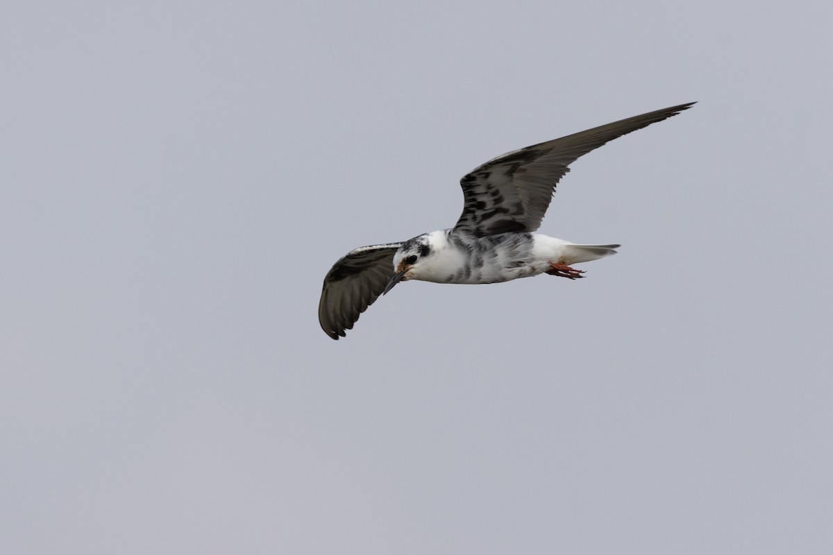 White-winged Tern - ML604885471