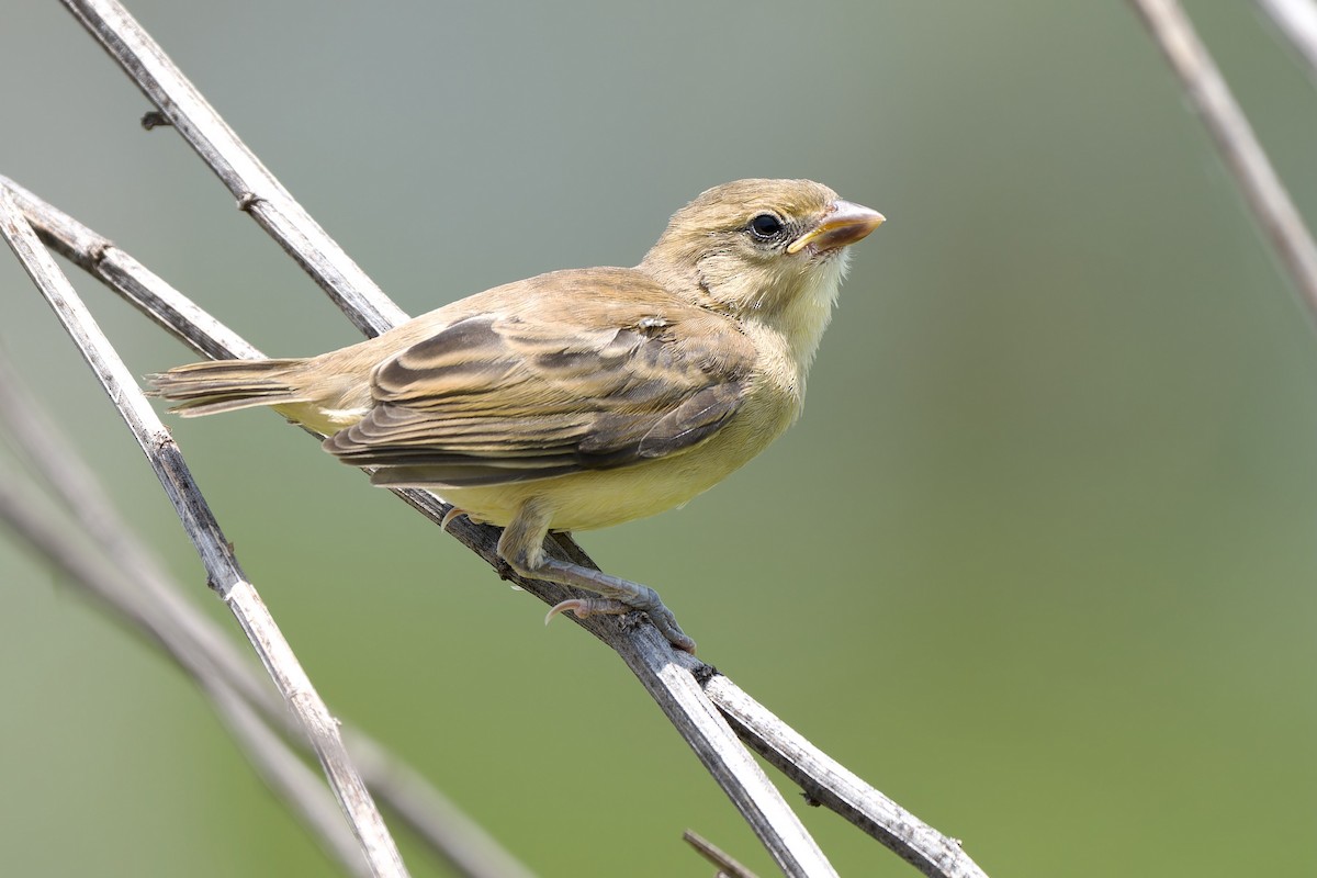 Plain-backed Sparrow - ML604887411