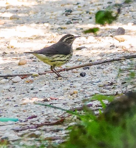 Northern Waterthrush - Kathleen Horn