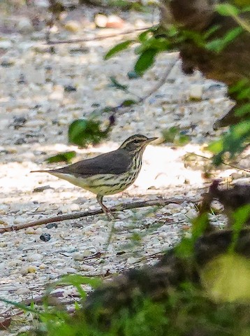 Northern Waterthrush - Kathleen Horn