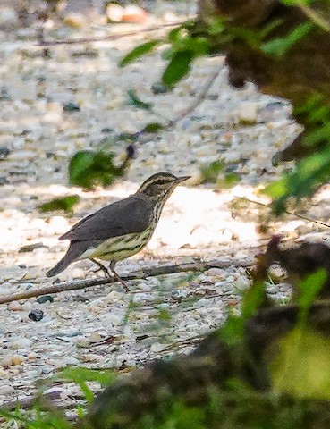Northern Waterthrush - Kathleen Horn
