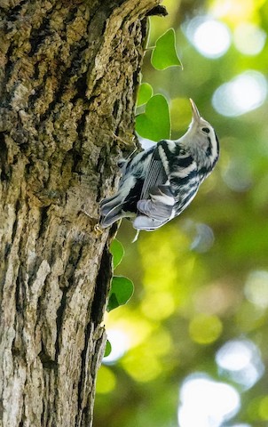 Black-and-white Warbler - Kathleen Horn