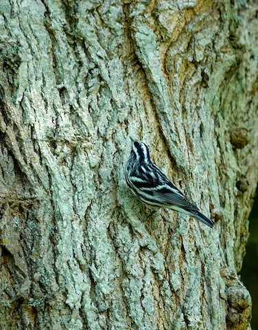 Black-and-white Warbler - Kathleen Horn