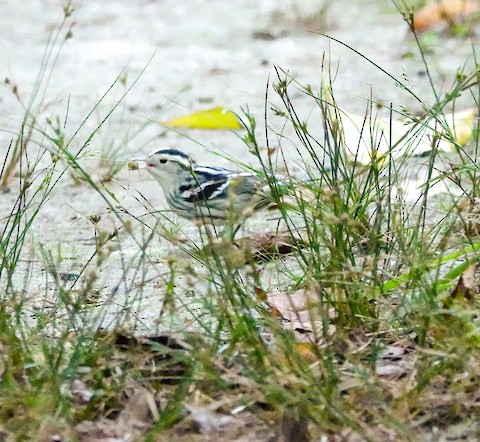 Black-and-white Warbler - Kathleen Horn