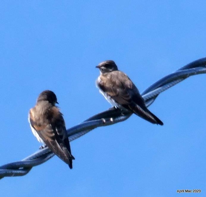 Northern Rough-winged Swallow - ML604889141