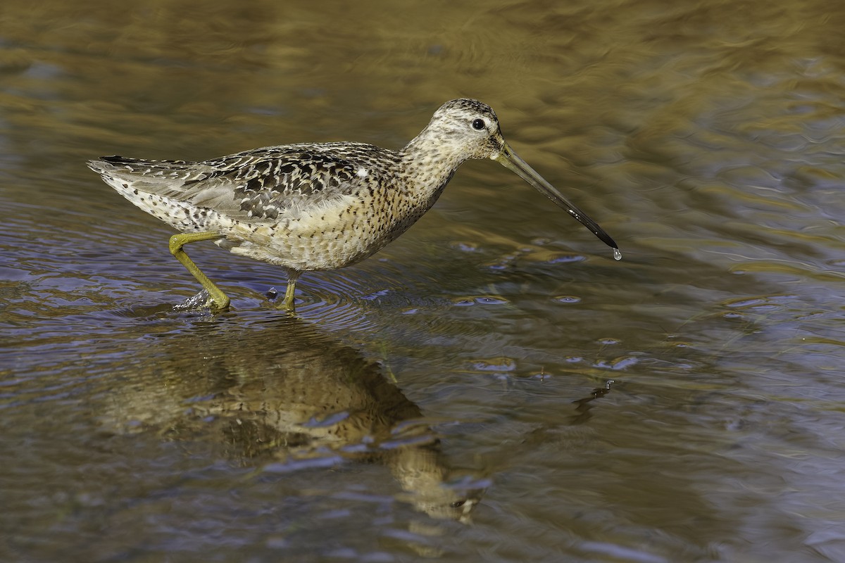 Long-billed Dowitcher - ML604889251
