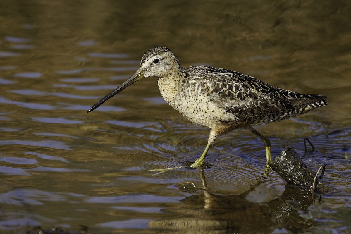 Long-billed Dowitcher - ML604889271