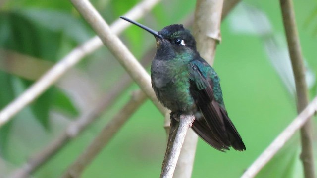 Talamanca Hummingbird - ML604889541