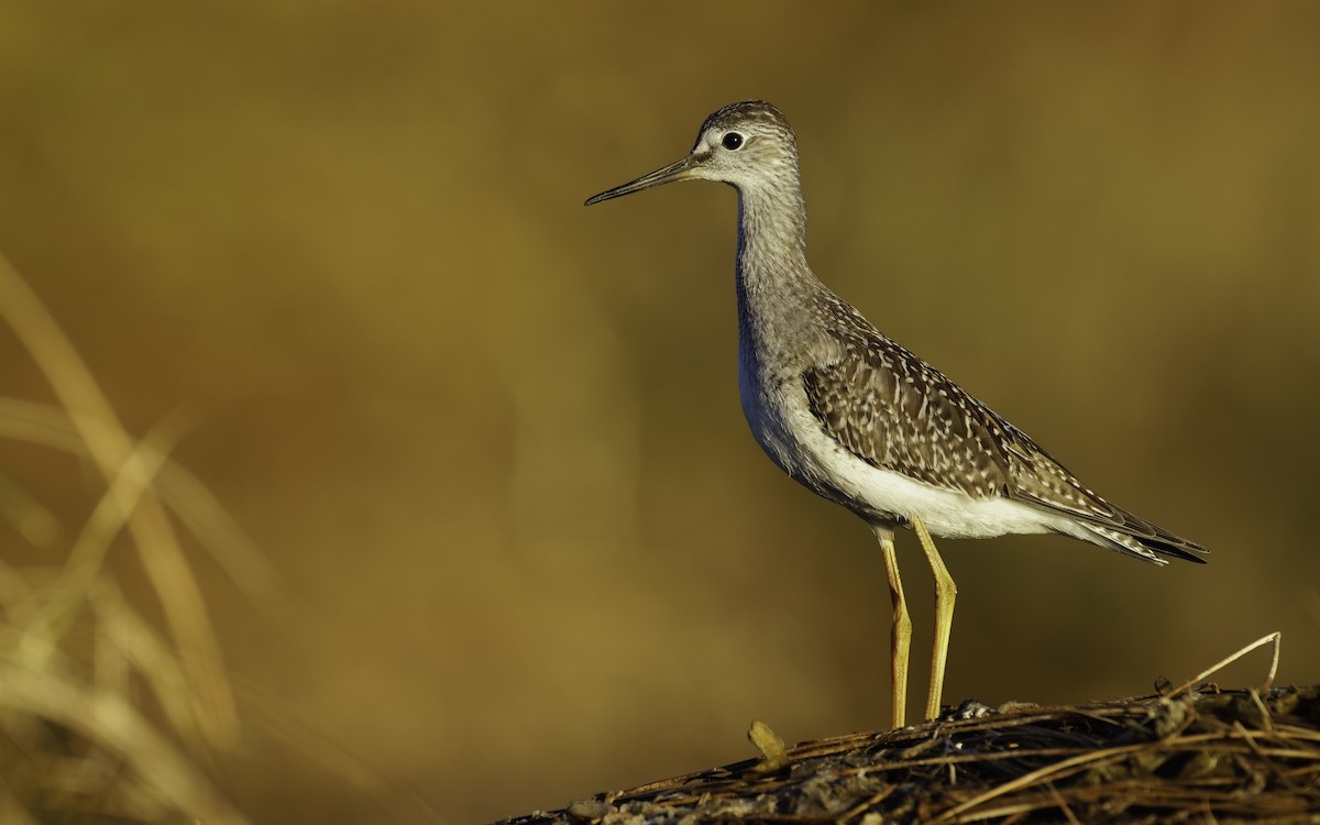 Lesser Yellowlegs - ML604889651