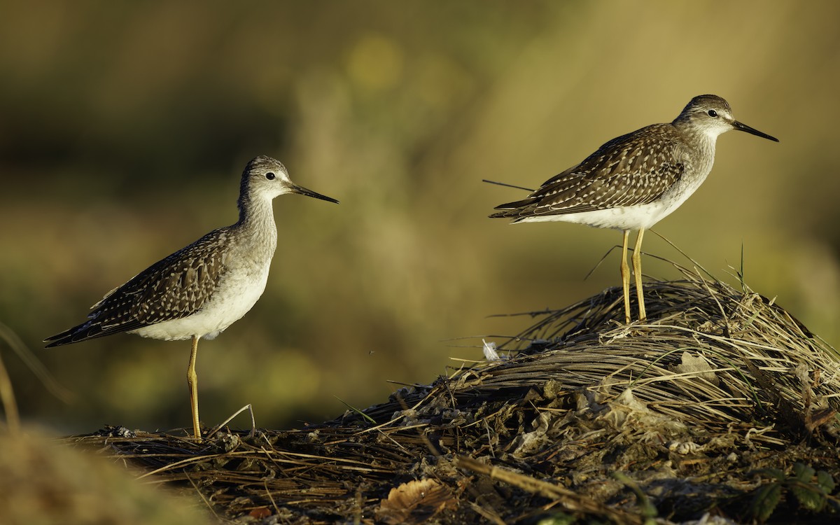 Lesser Yellowlegs - ML604889741