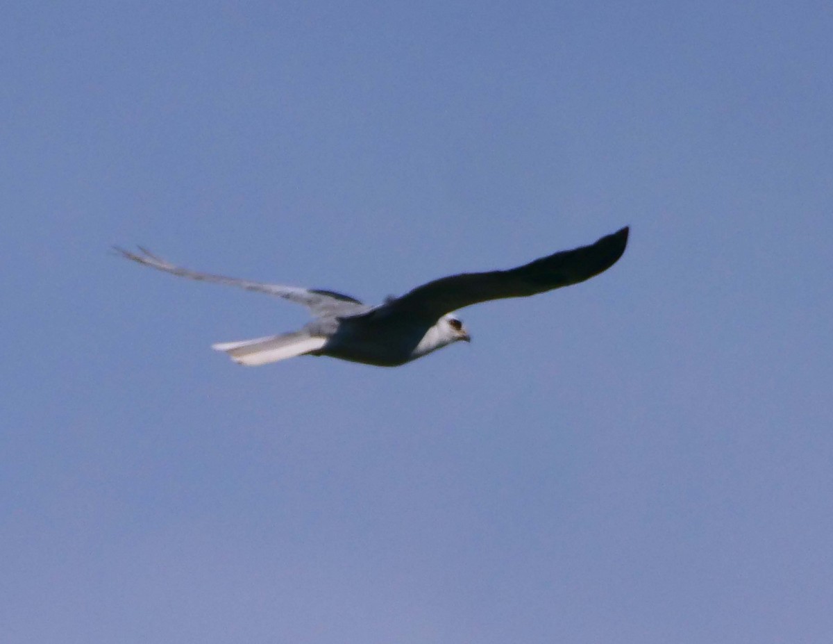 White-tailed Kite - ML604894431