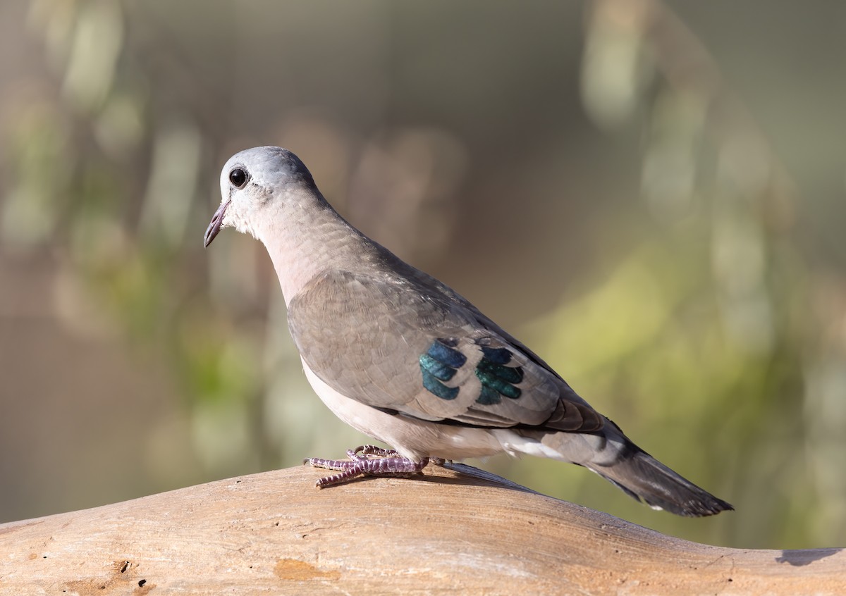 Emerald-spotted Wood-Dove - ML604894901