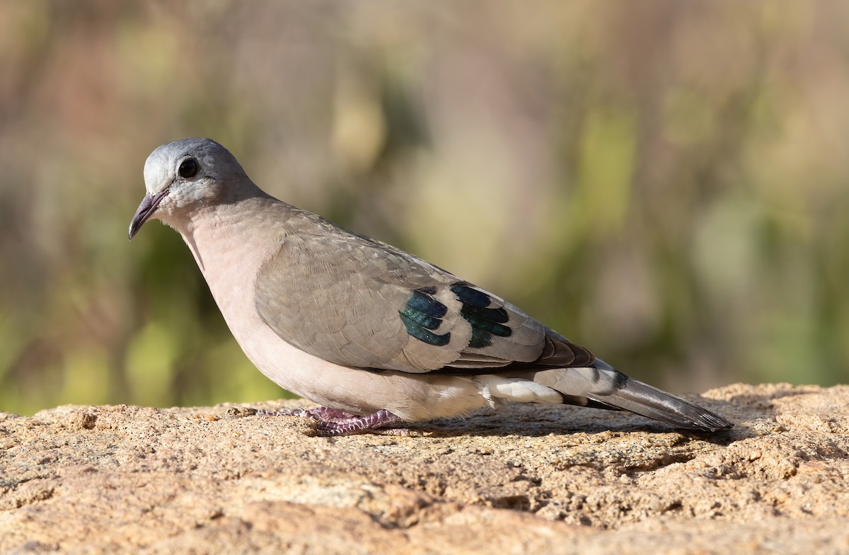 Emerald-spotted Wood-Dove - ML604894961