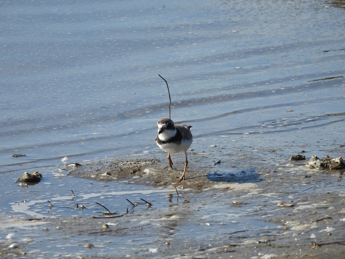 Semipalmated Plover - ML604902721