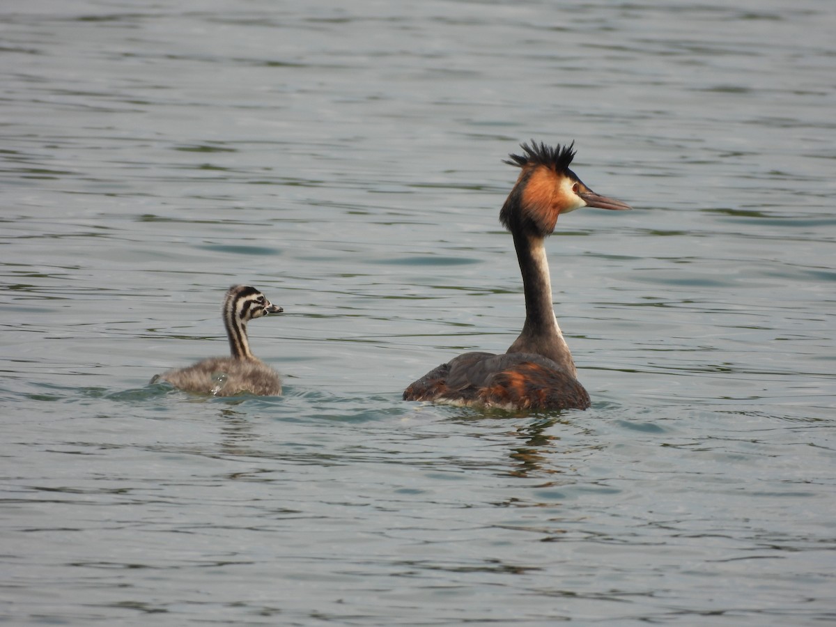 Great Crested Grebe - ML604905351