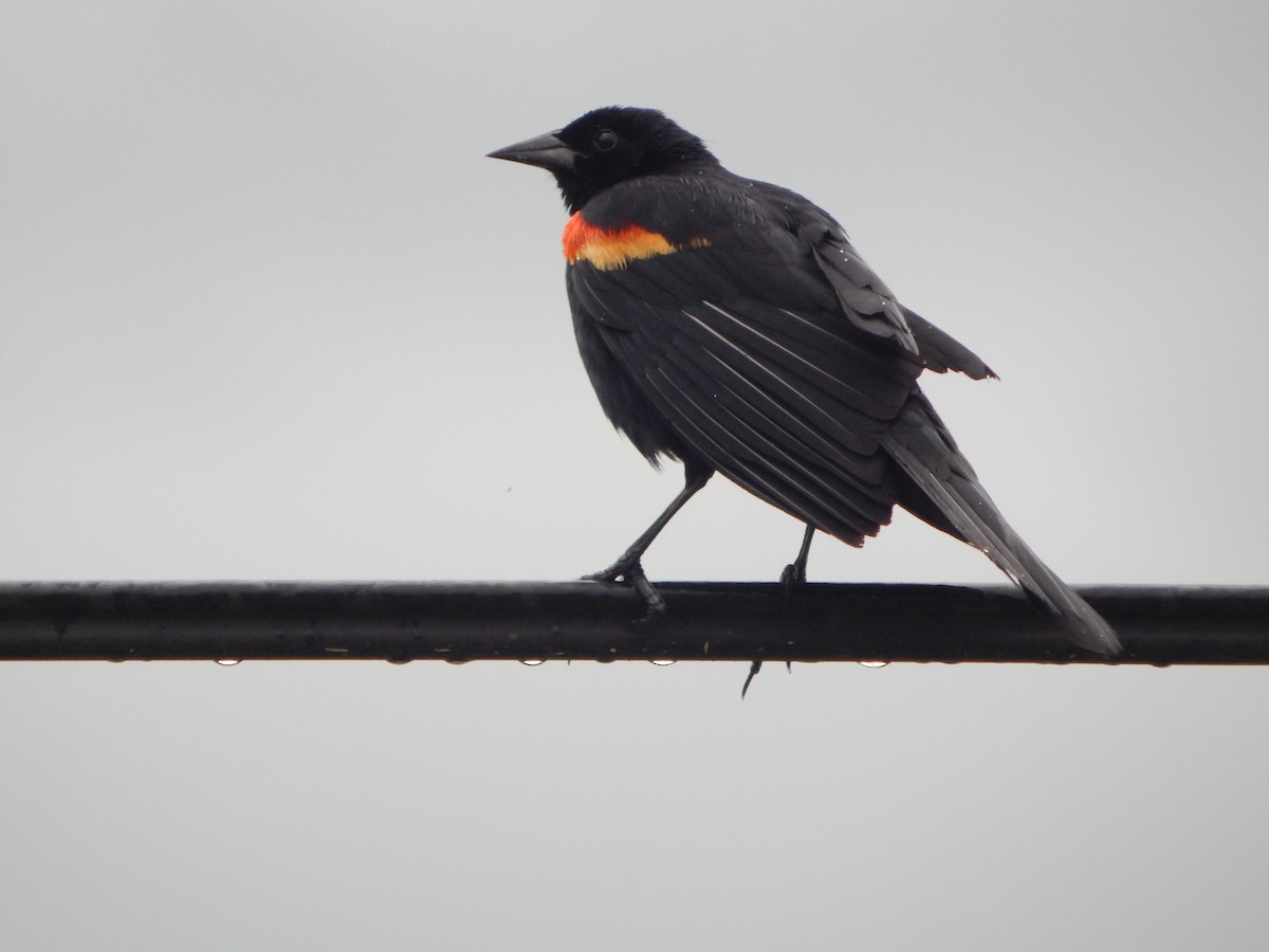 Red-winged Blackbird - Mal Jenkins