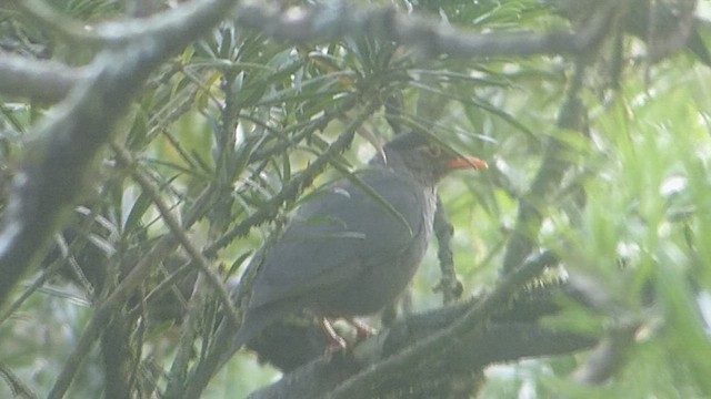 Indian Blackbird (Black-capped) - ML604907711