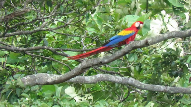Scarlet Macaw - ML604912051