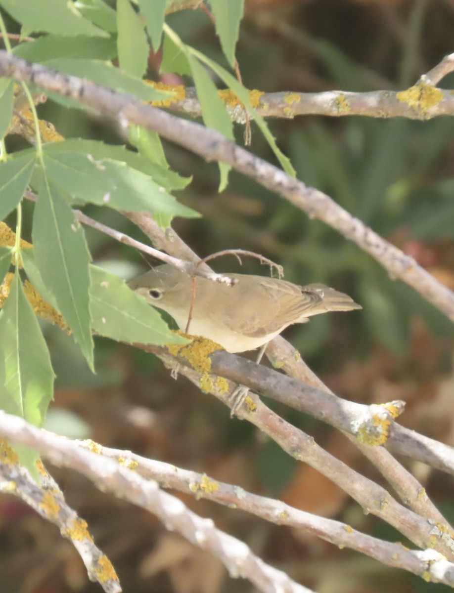 Western Olivaceous Warbler - Pablo Pascual