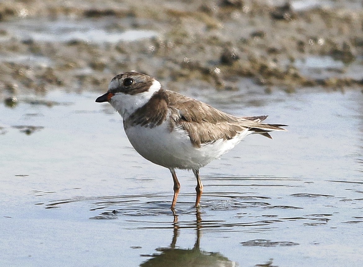 Semipalmated Plover - ML60491551