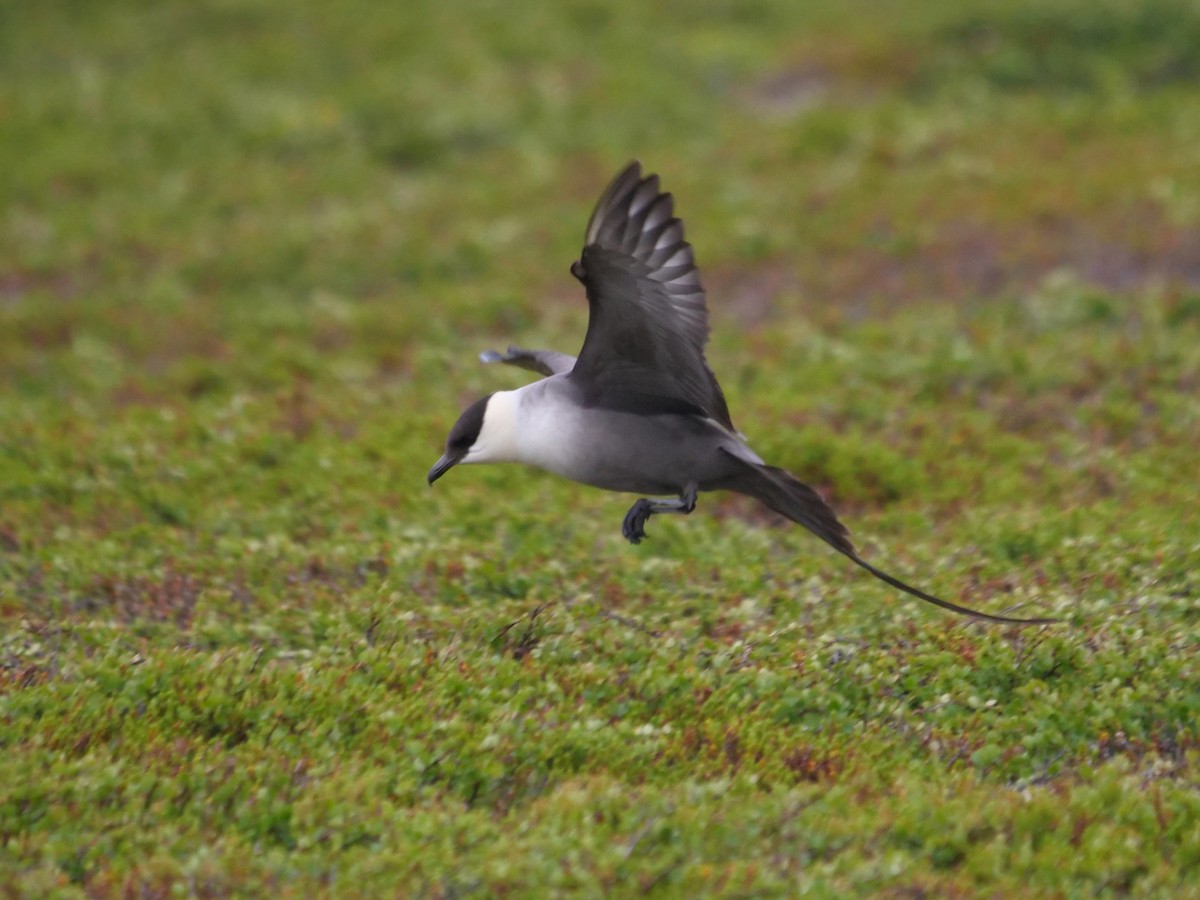 Long-tailed Jaeger - ML604917391
