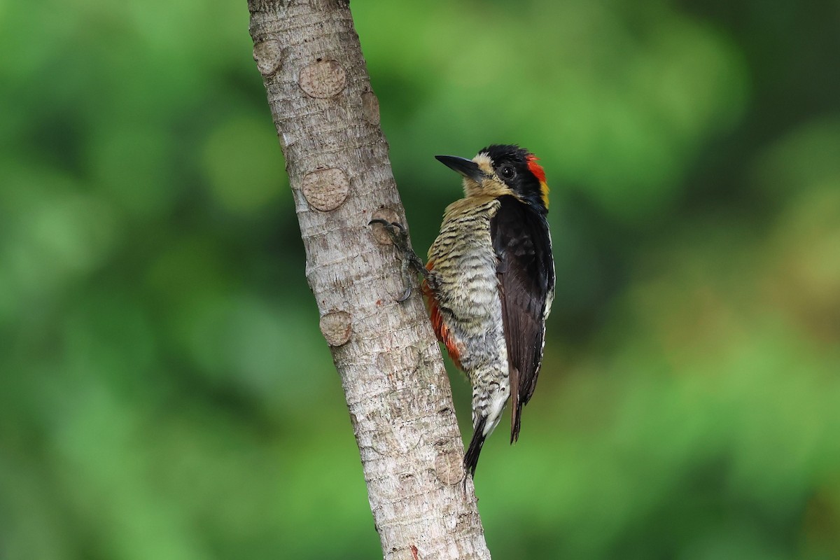 Beautiful Woodpecker - ML604919011