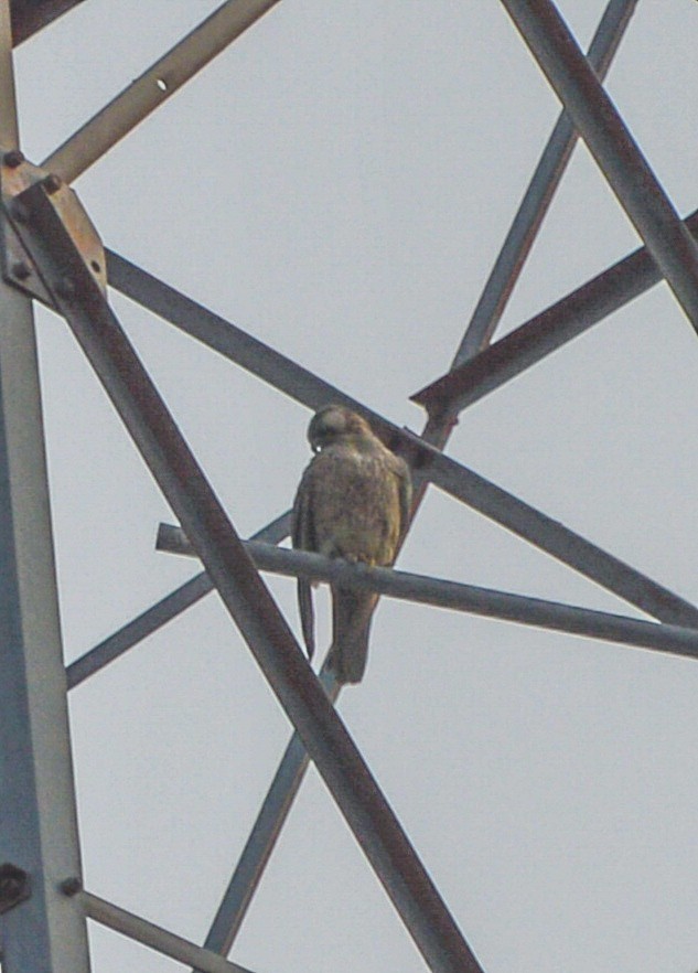 Peregrine Falcon (Red-capped) - ML604923421