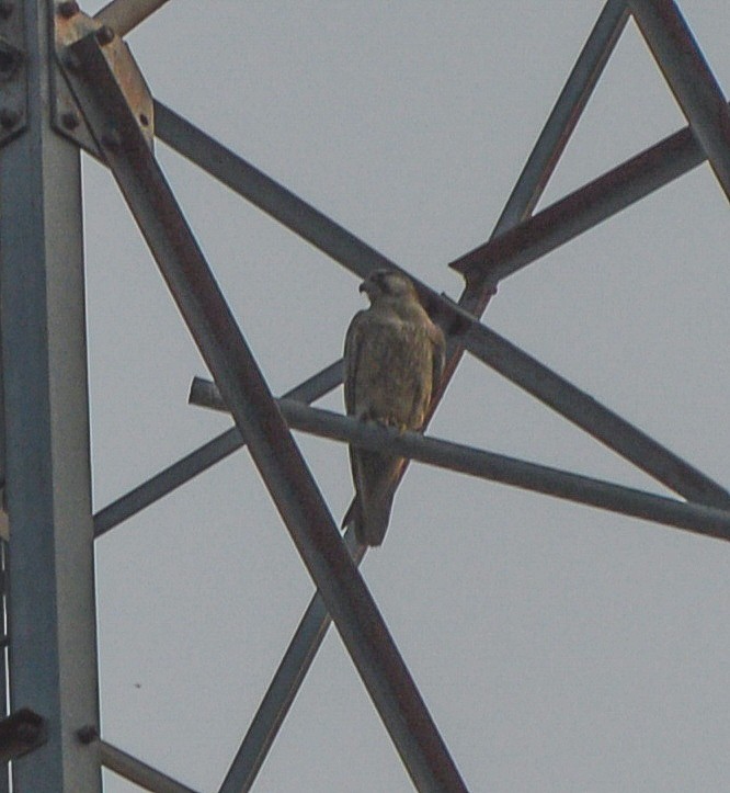 Peregrine Falcon (Red-capped) - ML604923431