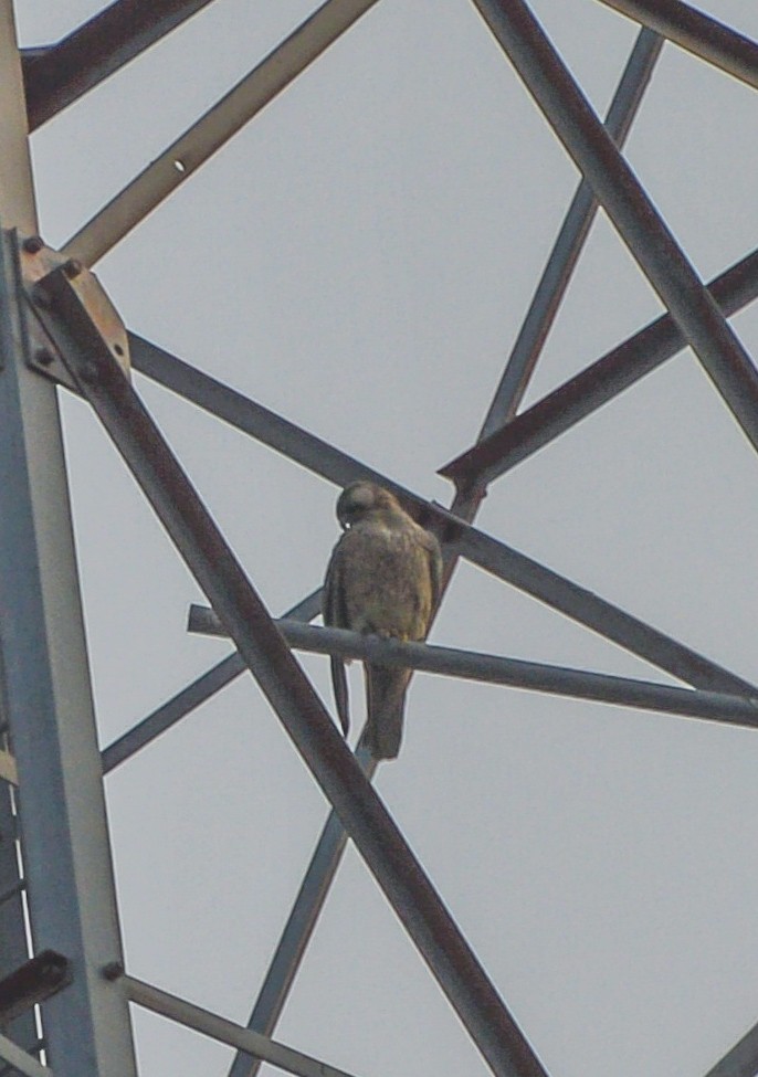 Peregrine Falcon (Red-capped) - ML604923441
