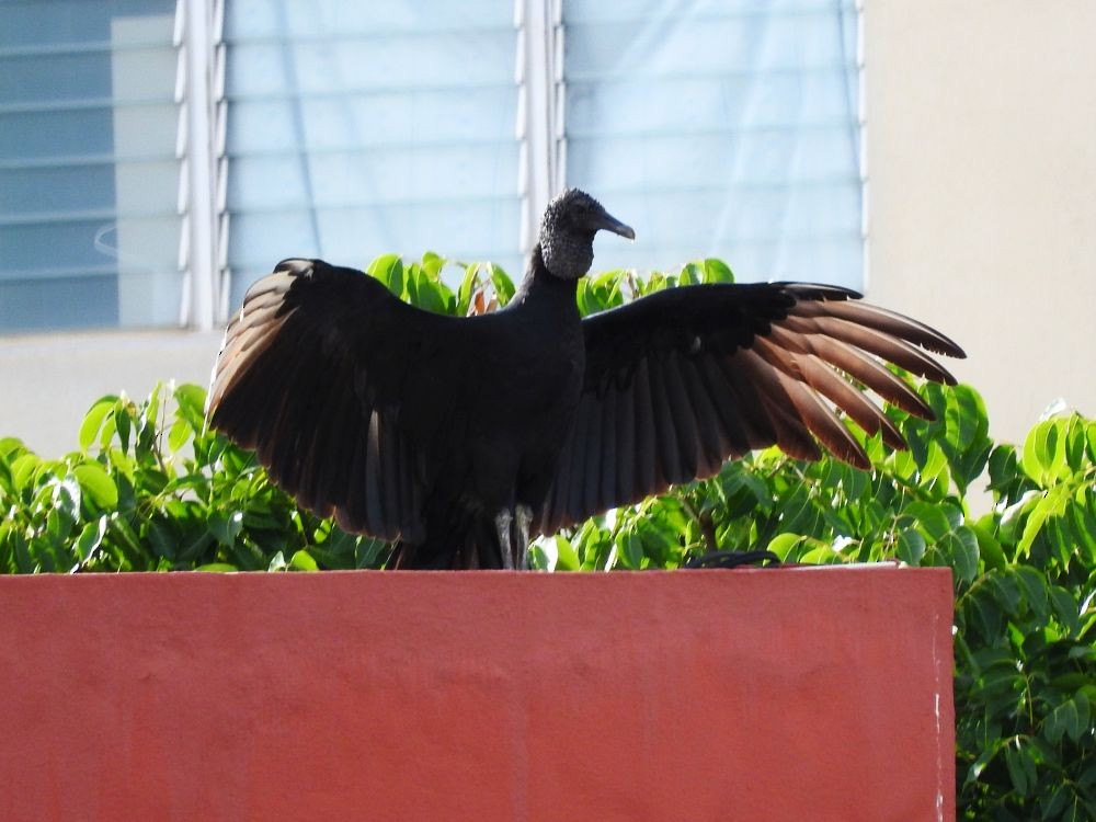 Black Vulture - ML604927811