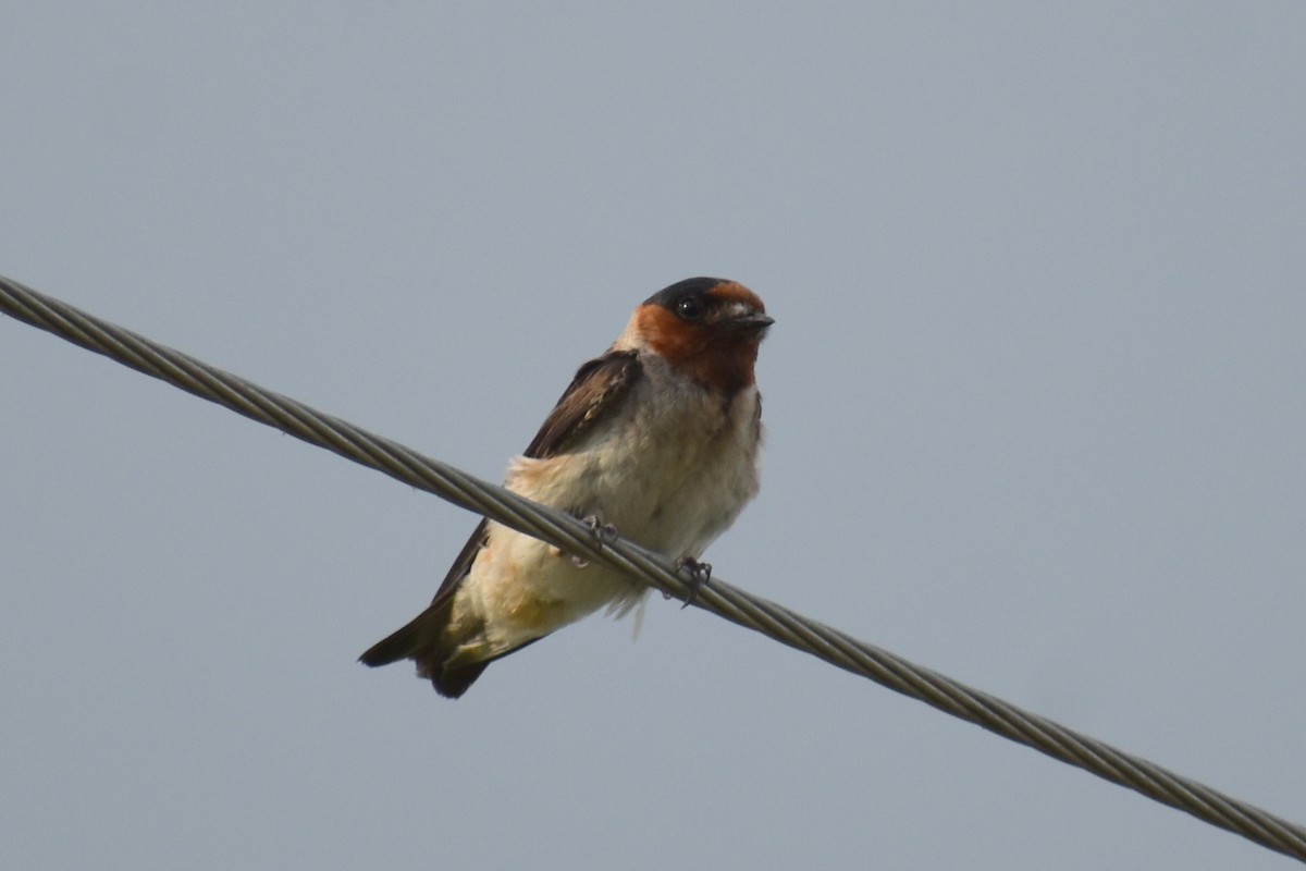 Cave Swallow - ML604937891