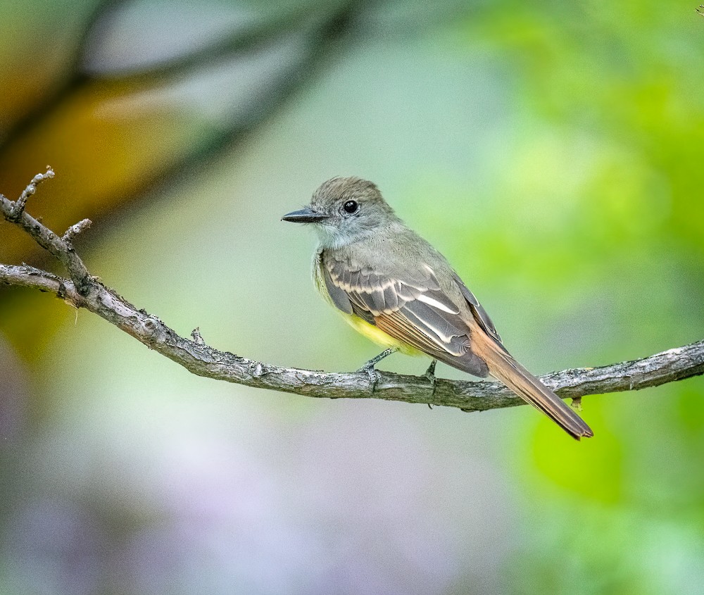Great Crested Flycatcher - ML604939751