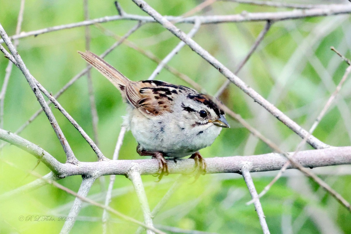 Swamp Sparrow - ML604942591