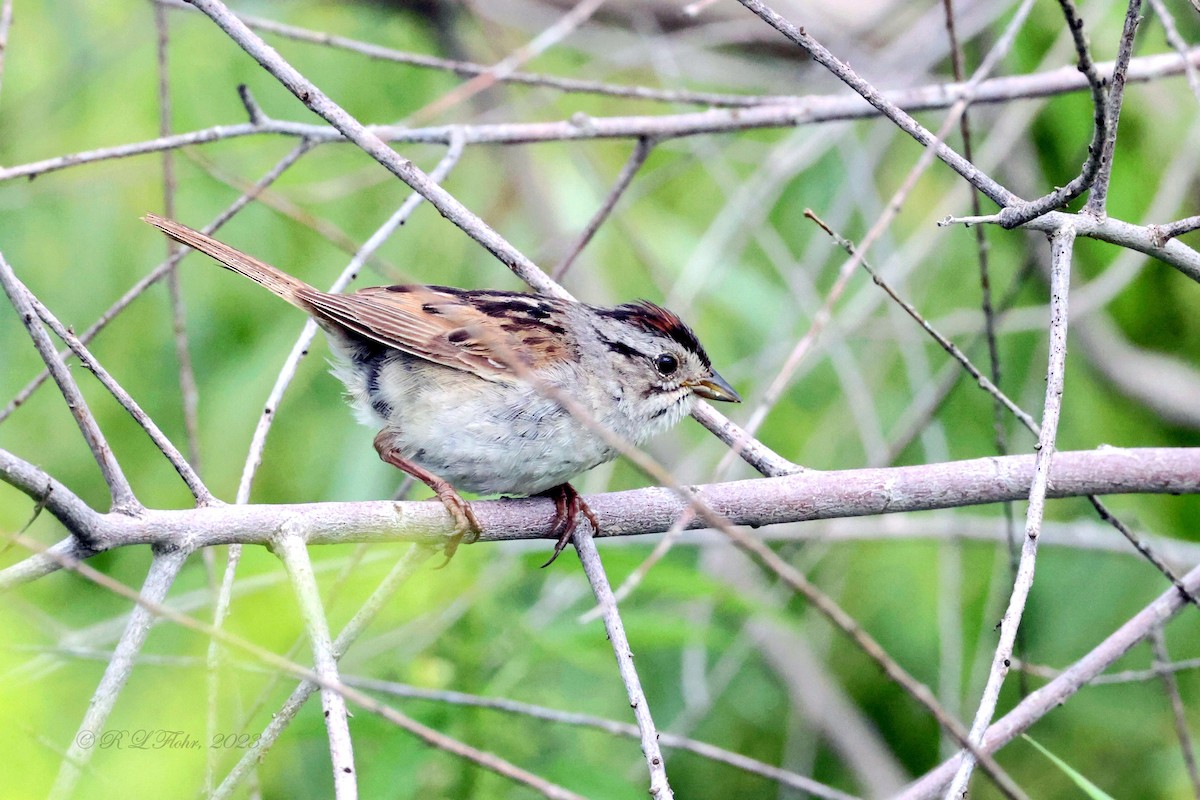 Swamp Sparrow - ML604942601