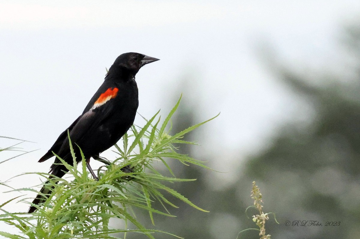 Red-winged Blackbird - ML604942711
