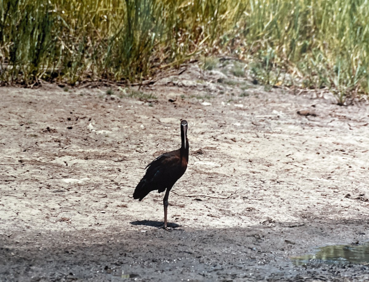 ibis hnědý - ML604945141