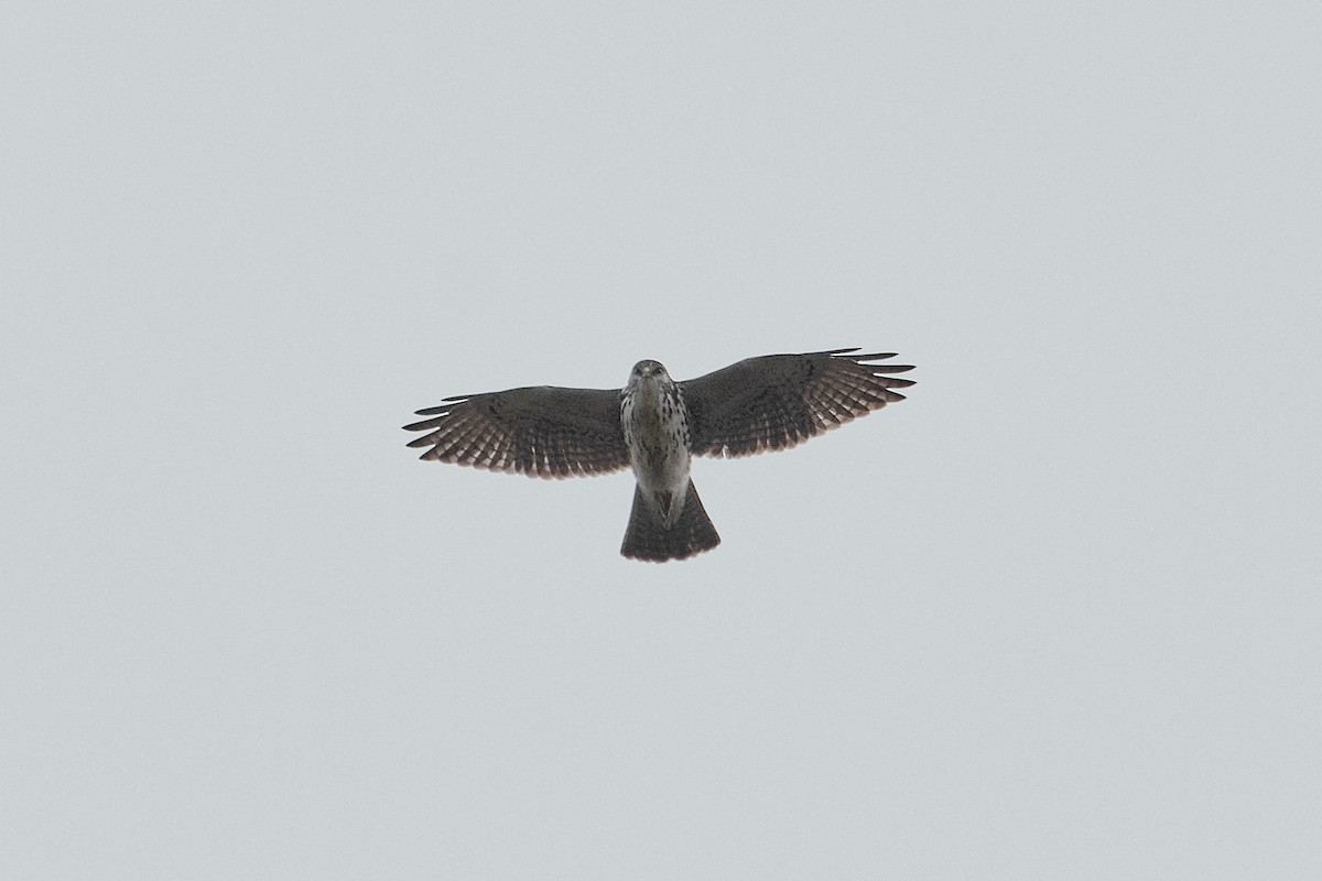 White-throated Hawk - ML604951671